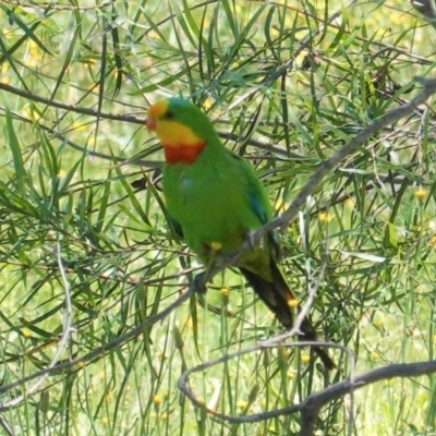 Polytelis swainsonii (Superb Parrot) at Hughes, ACT - 7 Nov 2020 by JackyF