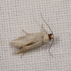 Oecophoridae (family) (Unidentified Oecophorid concealer moth) at Forde, ACT - 6 Nov 2020 by kasiaaus