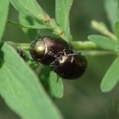 Chrysolina quadrigemina (Greater St Johns Wort beetle) at Fraser, ACT - 4 Nov 2020 by Laserchemisty