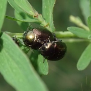 Chrysolina quadrigemina at Fraser, ACT - 4 Nov 2020