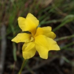 Goodenia pinnatifida (Scrambled Eggs) at Fraser, ACT - 6 Nov 2020 by Laserchemisty