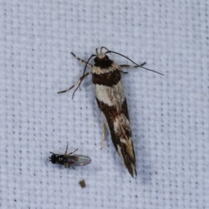 Macrobathra desmotoma at Forde, ACT - 6 Nov 2020