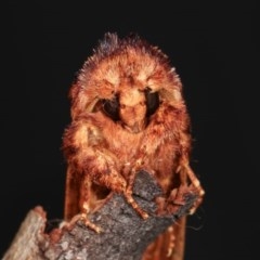 Sorama bicolor at Forde, ACT - 6 Nov 2020 09:16 PM