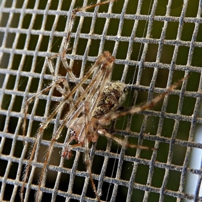 Cryptachaea gigantipes (White porch spider) at Crooked Corner, NSW - 20 Oct 2020 by Milly