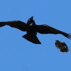 Corvus coronoides (Australian Raven) at Wodonga, VIC - 7 Nov 2020 by Kyliegw