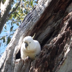 Cacatua galerita at Red Hill, ACT - 8 Nov 2020