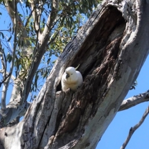 Cacatua galerita at Red Hill, ACT - 8 Nov 2020