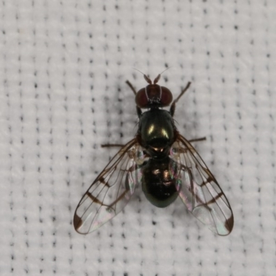 Rivellia sp. (genus) (Signal fly) at Forde, ACT - 6 Nov 2020 by kasiaaus