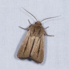 Leucania diatrecta (A Noctuid moth) at Forde, ACT - 6 Nov 2020 by kasiaaus