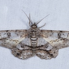 Cleora (genus) (A Looper Moth) at Forde, ACT - 6 Nov 2020 by kasiaaus
