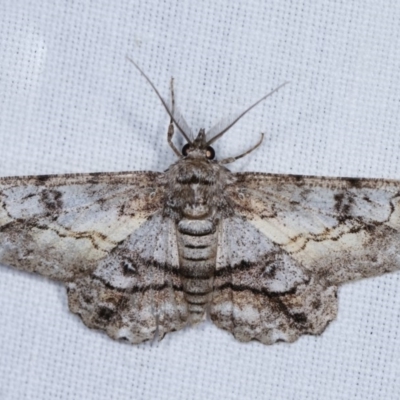 Cleora (genus) (A Looper Moth) at Forde, ACT - 6 Nov 2020 by kasiaaus