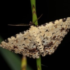 Sandava scitisignata (A noctuid moth) at Forde, ACT - 6 Nov 2020 by kasiaaus