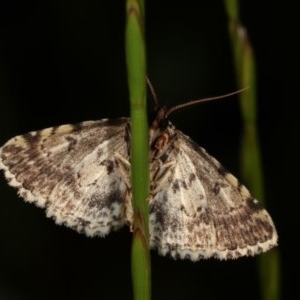 Sandava scitisignata at Forde, ACT - 6 Nov 2020