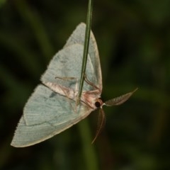 Chlorocoma (genus) (Emerald moth) at Forde, ACT - 6 Nov 2020 by kasiaaus