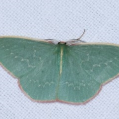 Chlorocoma dichloraria (Guenee's or Double-fringed Emerald) at Forde, ACT - 6 Nov 2020 by kasiaaus