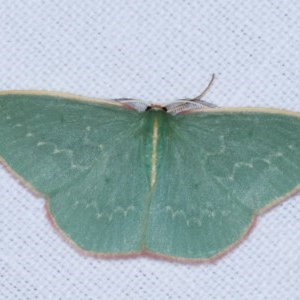 Chlorocoma dichloraria at Forde, ACT - 6 Nov 2020