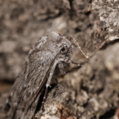 Capusa senilis at Forde, ACT - 6 Nov 2020