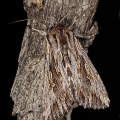 Persectania ewingii (Southern Armyworm) at Forde, ACT - 6 Nov 2020 by kasiaaus