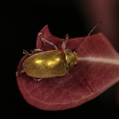 Edusella puberula (Leaf beetle) at Forde, ACT - 6 Nov 2020 by kasiaaus