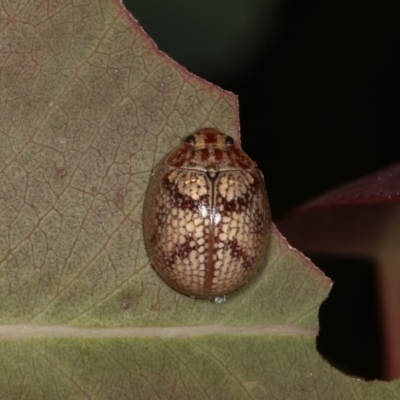 Paropsisterna laesa (Laesa leaf beetle) at Forde, ACT - 6 Nov 2020 by kasiaaus