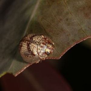 Paropsisterna laesa at Forde, ACT - 6 Nov 2020