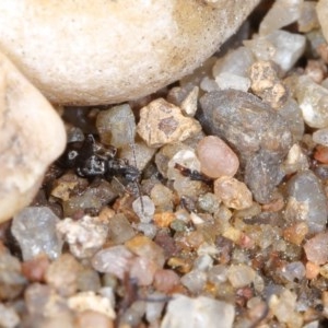 Mecynotarsus sp. (genus) at Molonglo River Reserve - 1 Nov 2020 11:27 AM