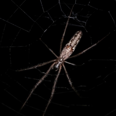 Tetragnatha demissa (Tetragnatha demissa) at Forde, ACT - 6 Nov 2020 by kasiaaus