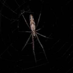 Tetragnatha demissa at Forde, ACT - 6 Nov 2020