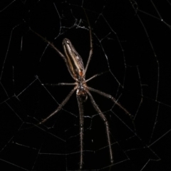 Tetragnatha demissa at Forde, ACT - 6 Nov 2020