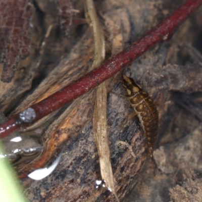 Dytiscidae (family) (Unidentified diving beetle) at ANBG - 7 Nov 2020 by liuzhh22