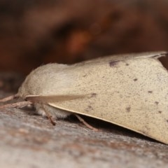 Arhodia lasiocamparia (Pink Arhodia) at Forde, ACT - 6 Nov 2020 by kasiaaus