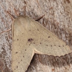 Arhodia lasiocamparia at Forde, ACT - 6 Nov 2020 11:16 PM