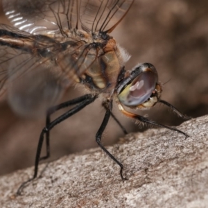 Hemicordulia tau at Forde, ACT - 6 Nov 2020