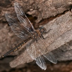 Hemicordulia tau at Forde, ACT - 6 Nov 2020 11:42 PM