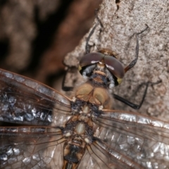 Hemicordulia tau at Forde, ACT - 6 Nov 2020