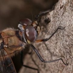 Hemicordulia tau at Forde, ACT - 6 Nov 2020