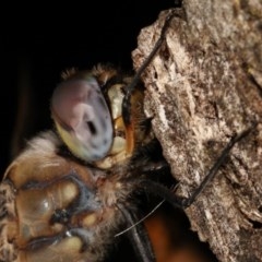 Hemicordulia tau at Forde, ACT - 6 Nov 2020