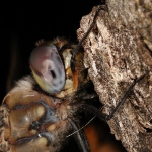 Hemicordulia tau at Forde, ACT - 6 Nov 2020