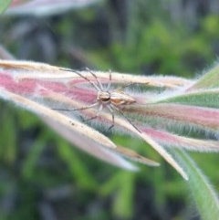 Oxyopes sp. (genus) (Lynx spider) at Hawker, ACT - 8 Nov 2020 by spiderluvr89