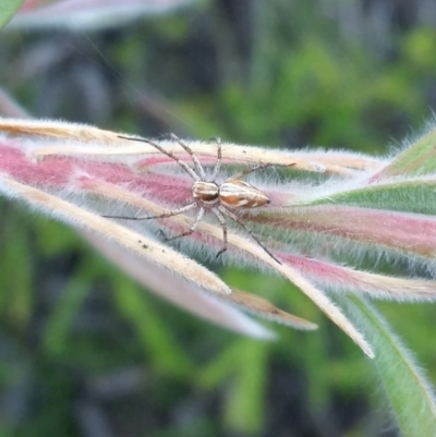 Oxyopes (genus) (Lynx spider) at Hawker, ACT - 8 Nov 2020 by spiderluvr89