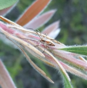 Oxyopes sp. (genus) at Hawker, ACT - suppressed