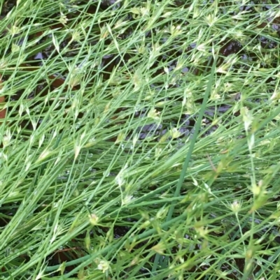 Juncus bufonius (Toad Rush) at Mount Majura - 5 Nov 2020 by JaneR