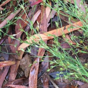 Juncus bufonius at Hackett, ACT - 5 Nov 2020