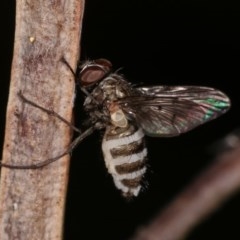 Entomophthora sp. (genus) (Puppeteer Fungus) at Forde, ACT - 6 Nov 2020 by kasiaaus