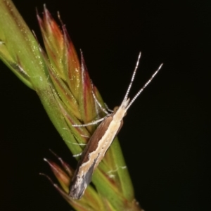 Plutella xylostella at Forde, ACT - 6 Nov 2020 07:33 PM