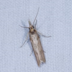 Etiella behrii (Lucerne Seed Web Moth) at Forde, ACT - 6 Nov 2020 by kasiaaus