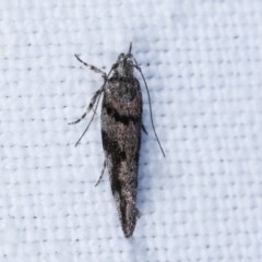 Macrobathra (genus) (A cosmet moth) at Forde, ACT - 6 Nov 2020 by kasiaaus