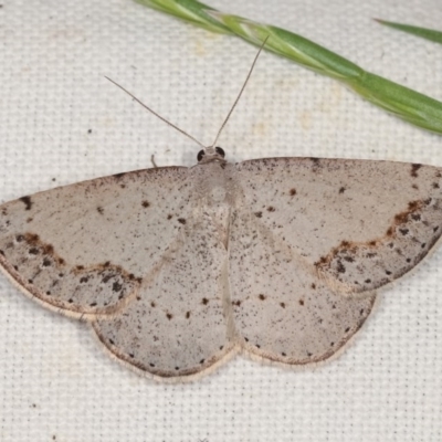 Taxeotis intextata (Looper Moth, Grey Taxeotis) at Forde, ACT - 6 Nov 2020 by kasiaaus