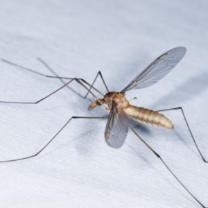 Leptotarsus (Macromastix) sp. (genus & subgenus) at Forde, ACT - 6 Nov 2020