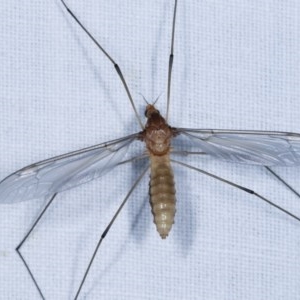 Leptotarsus (Macromastix) sp. (genus & subgenus) at Forde, ACT - 6 Nov 2020